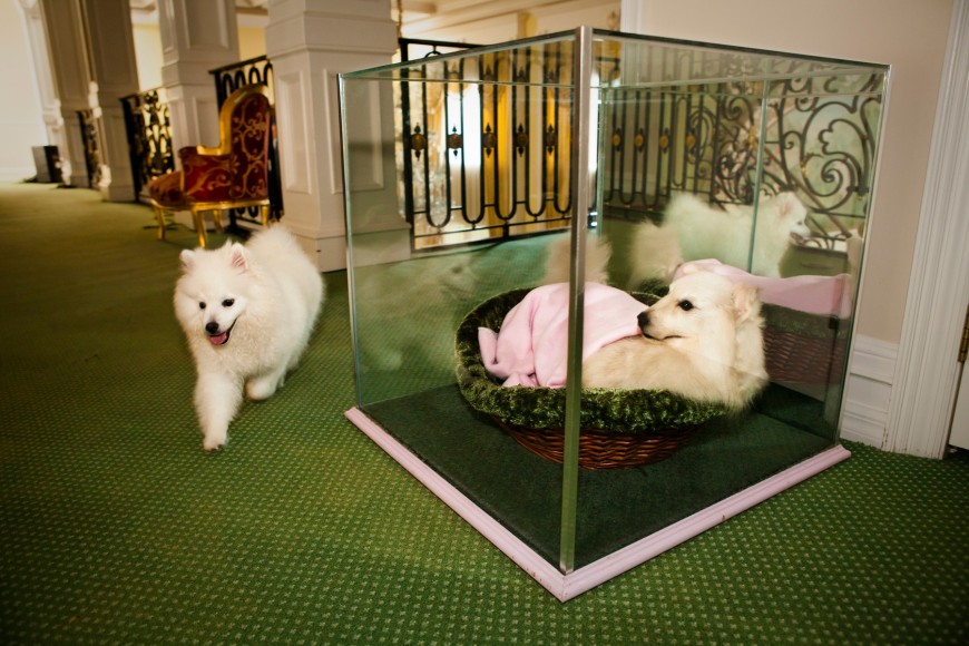 One of Jackie&#039;s four dogs wander by a stuffed predecessor called Chanel, Windermere, 2009, 26 3/4 x 40 Inches,&nbsp;Archival Pigment Print, Combined Edition of 25