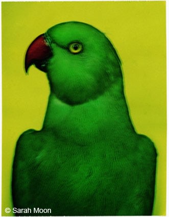 L'oiseau 2, 2000, 29-1/8 x 22-1/2 Color Carbon Photograph, Ed. 15