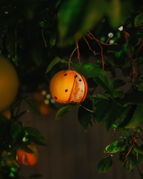 Infestation, 2018, Archival Pigment Print