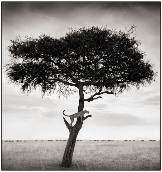 Cheetah in Tree, Maasai Mara, 2003, 