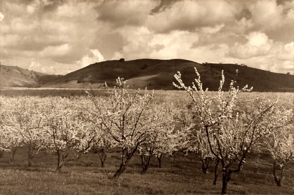 Ansel Adams Santa Clara Valley, California, 1950