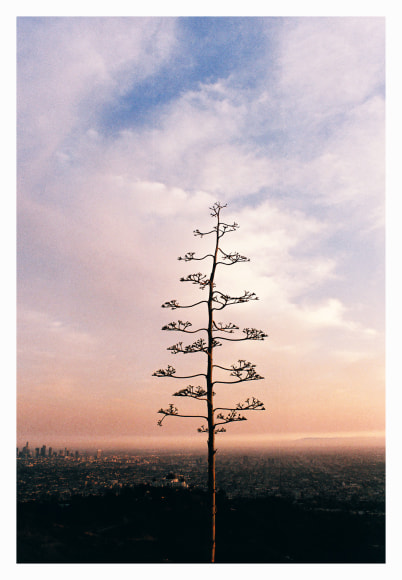 Century Plant and DTLA, 2014, Archival Pigment Print