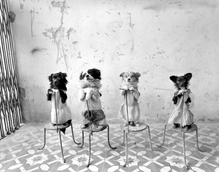 Performing Dogs, National Circus of Vietnam, Lenin Park, Hauri, North Vietnam, 1994   