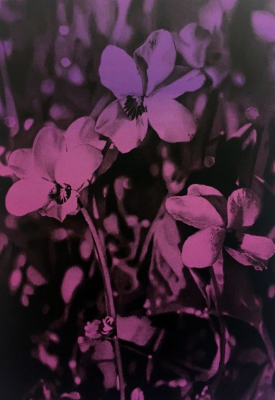 The Violet Hour, 2017