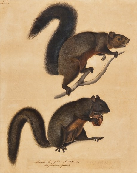 JOHN JAMES AUDUBON (1785&ndash;1851), Long Haired Squirrel, c. 1841