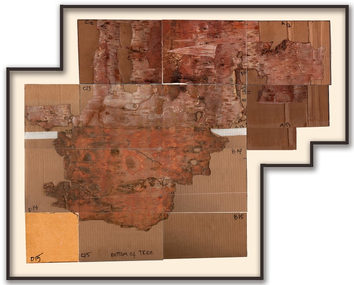 flattened birch bark in an irregularly shaped frame by artist Maria Elena Gonzalez