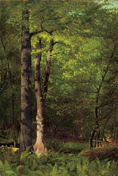 Jervis McEntee (1828-1891), Beeches &amp;amp; Ferns