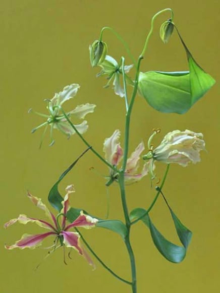 Anna Condo Photograph