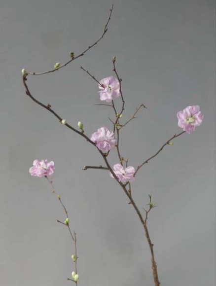 Anna Condo Photograph