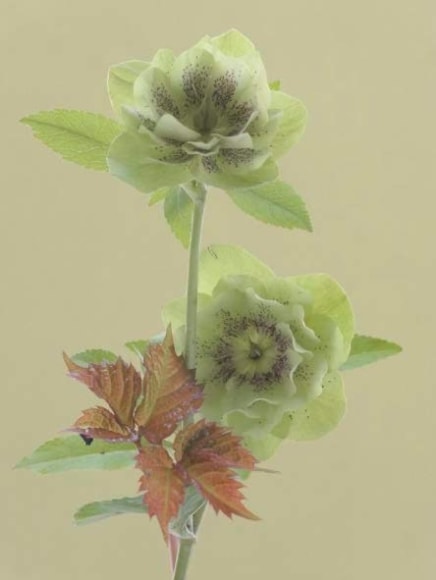 Anna Condo Photograph