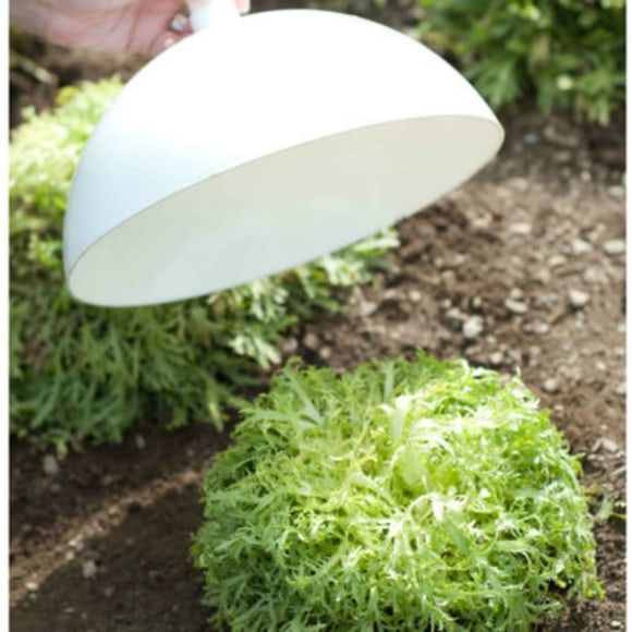 Satur Farms blanching caps for Frisee and Escarole are available to for purchase from Johnny's Selected Seeds