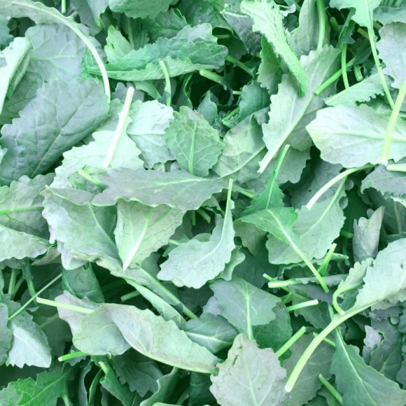 Bay Tuscan Kale (Cavolo Nero)