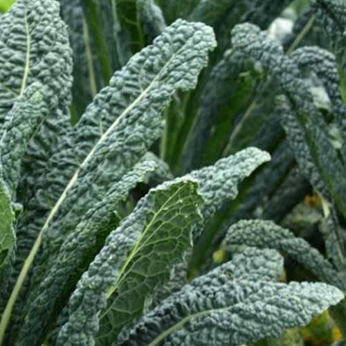 Also instead of Romanesco, one could use Kale