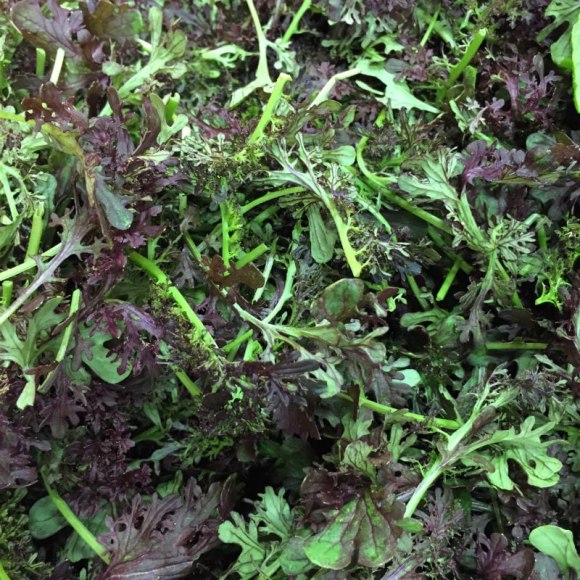 Frilly Red Mustard