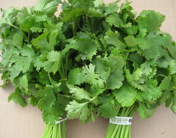 Fresh Cilantro will make this gazpacho sing