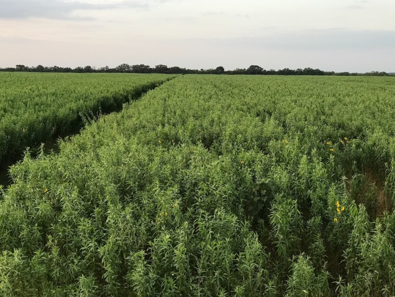Cover crop of Sun Hemp at our Florida farm