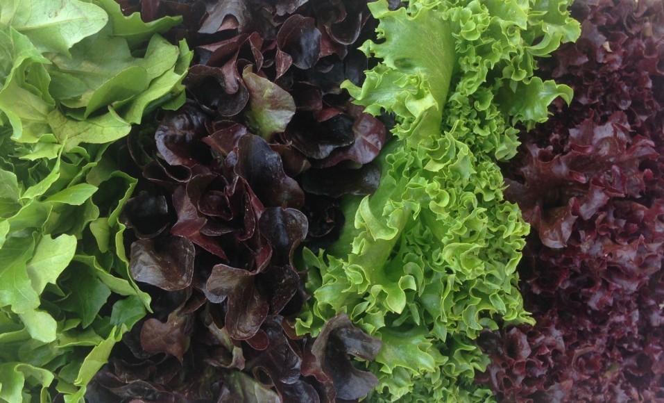 Baby Lettuce Heads