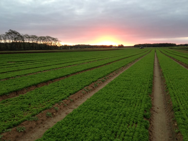 Wild Arugula in our field