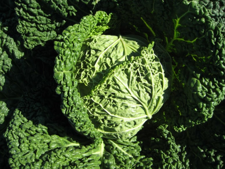 Cabbage is traditional in this dish and could be substituted for the Romanesco