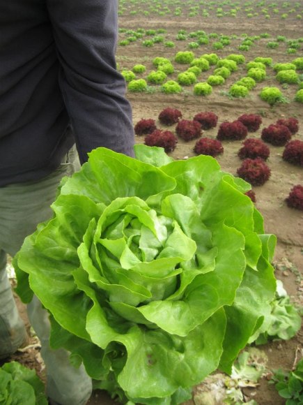 Eberhard holding Butterhead Lettuce in field