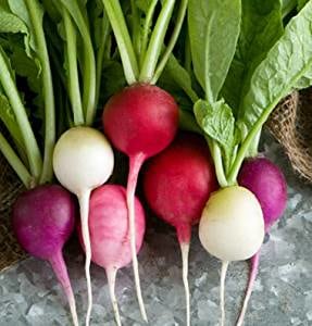 Easter Egg Radishes