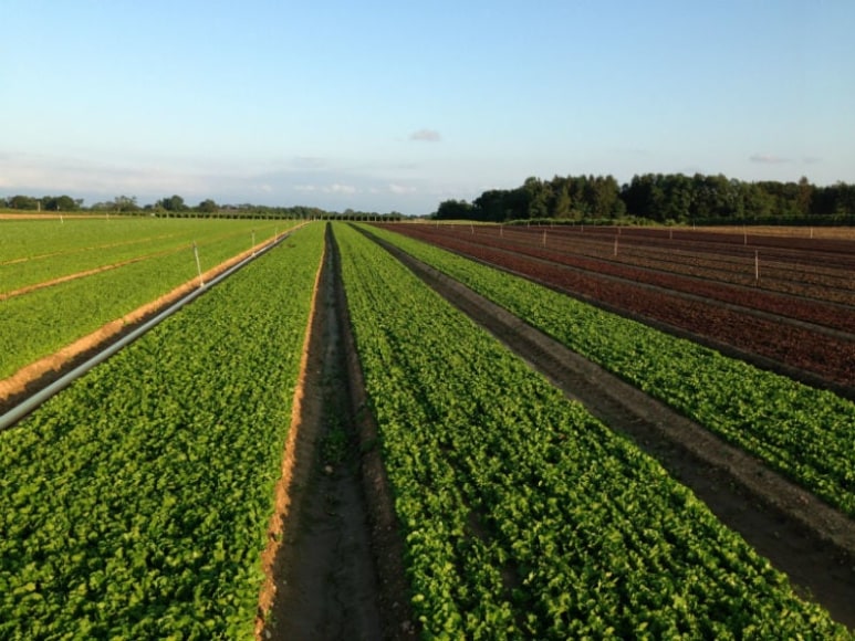 Mesclun in field on Long Island