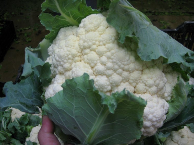 Cauliflower heads are blanched to keep them white