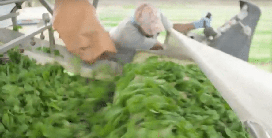 As the harvester advance forward, the leaves move up over the machine by conveyor, and into harvest totes.