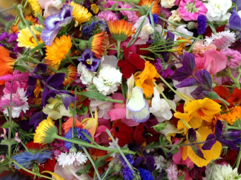 Summer Field Flowers