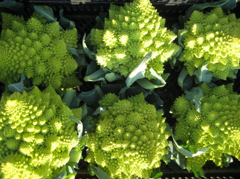 Romanesco Cauliflower