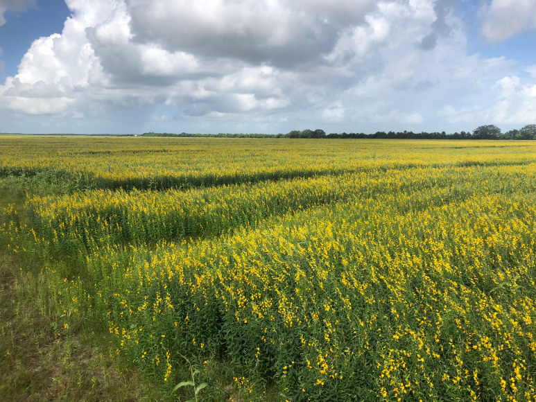Feeding our soils with Sun Hemp for organic matter
