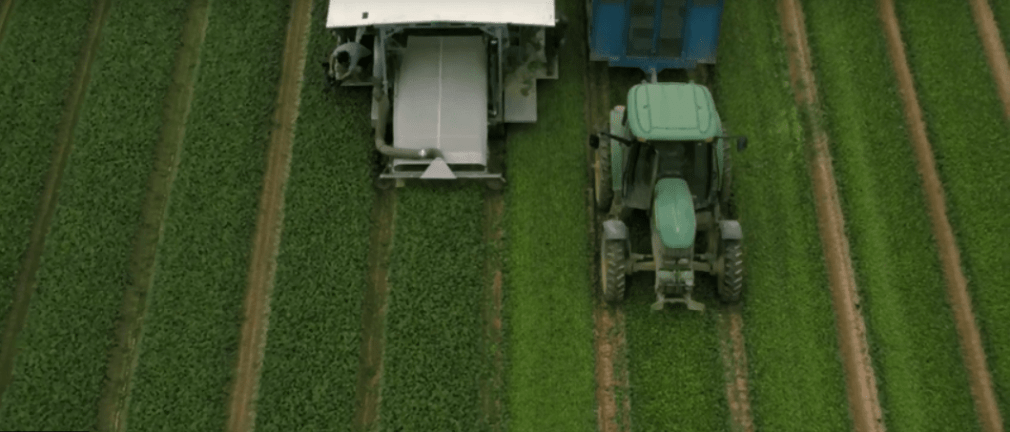 harvesting Baby Leaf by Machine