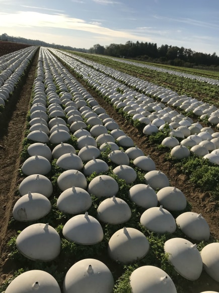 Frisee in field that are topped with blanching caps