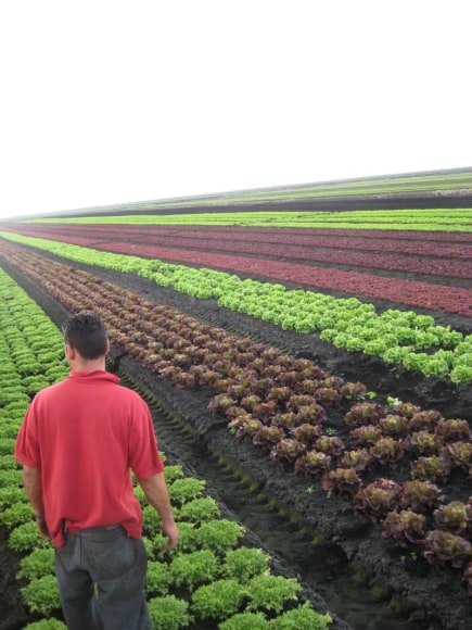 Continual field-monitoring is essential for both quality and food safety.