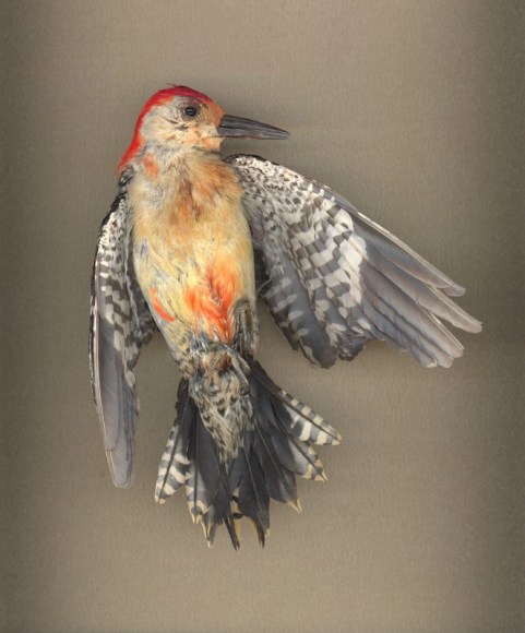 untitled (PEARL), 2016  Archival pigment print mounted and waxed on Dibond  24 x 31.5 inches, Edition of 5  38.5 x 50 inches, Edition of 5  72 x 60 inches, Edition of 3