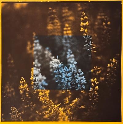 Photograph of florals with a yellow filter and a blue square is layered on top of that image.