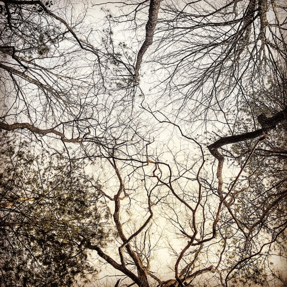 Photograph of trees and sky