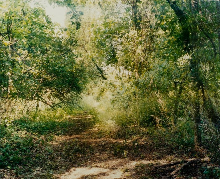 Looking Back (Quickly Panning), 2017  C-Print mounted to Dibond  40 x 50 inches  Edition of 5, photograph of an intersection of a wooded path