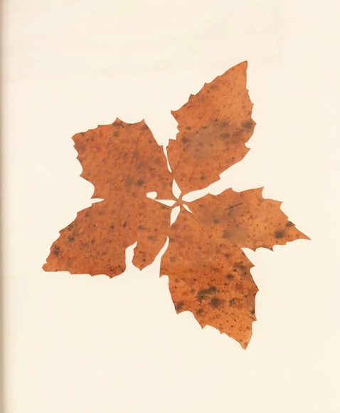 Hannah Cole  Untitled Red Weed, 2018  watercolor on cut paper  11h x 14w in, art, downtown asheville