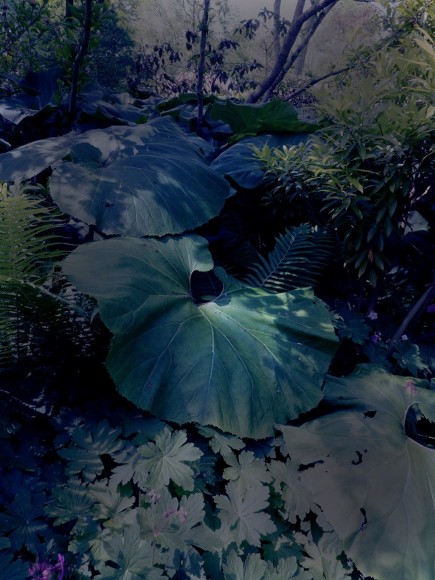 Collaged photograph by Sandi Haber Fifield