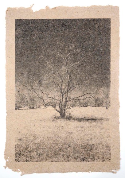 Matthew Brandt (Born 1982)  Tree 13, 2009-2011  Silkscreen on hand made-paper  18 3/4h x 12 7/8w in, Edition of 3, Photography