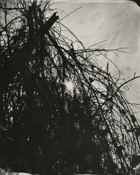 Black and white landscape tintype photograph