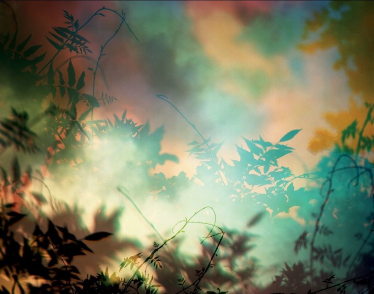 Multiple exposure color photograph of Wysteria by Bryan Graf