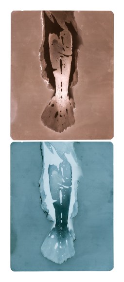 Two images of a fish tail. The one on top is sepia toned and the one on the bottom is light indigo.