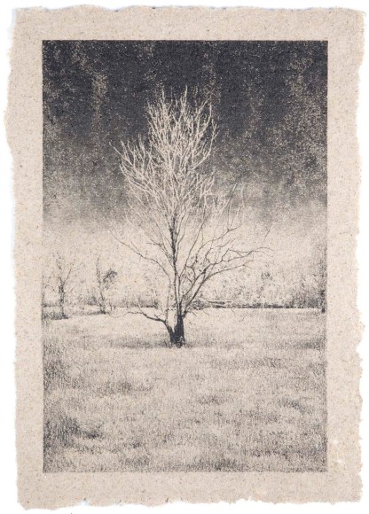 Matthew Brandt (Born 1982)  Tree 39, 2009-2011  Silkscreen on hand made-paper  18 3/4h x 12 7/8w in, Edition of 3, Photography