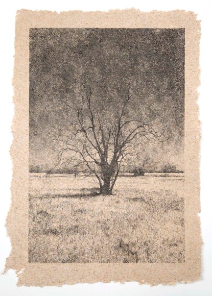 Matthew Brandt (Born 1982)  Tree 30, 2009-2011  Silkscreen on hand made-paper  18 3/4h x 12 7/8w in, Edition of 3, Photography