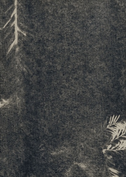 Dawn Roe  Blooming Needles and Branch 2, from the series Conditions for an Unfinished Work of Mourning: Wretched Yew, 2018  Toned Cyanotype  7h x 5w in, Photography, Contemporary Art