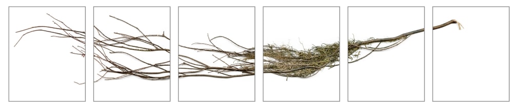 Dawn Roe  Si's Branch (Dried) from the series "Conditions for an Unfinished Work of Mourning" Wretched Yew, 2020  Pigment prints on Hahnemuhle Photo Rag paper  Set of 6, 10 x 8 inches each (paper size), photograph of a yew tree branch over 6 individual images