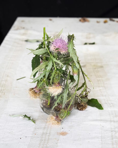 Thistle, 2018  Archival pigment print  20 x 26 inches  Edition of 5  30 x 24 inches  Edition of 3, contemporary art, photography, still life
