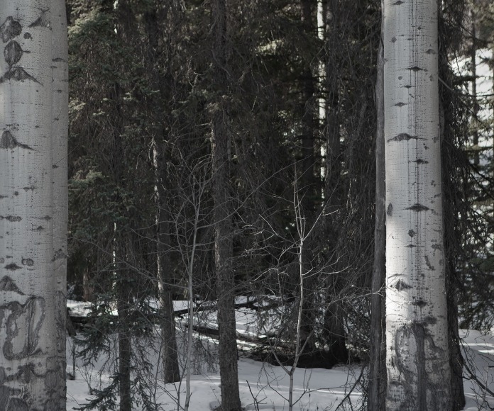 Dawn Roe Mountainfield Study (Tree), 2016 Archival Pigment Print 20h x 24w in, Edition of 3, Photography